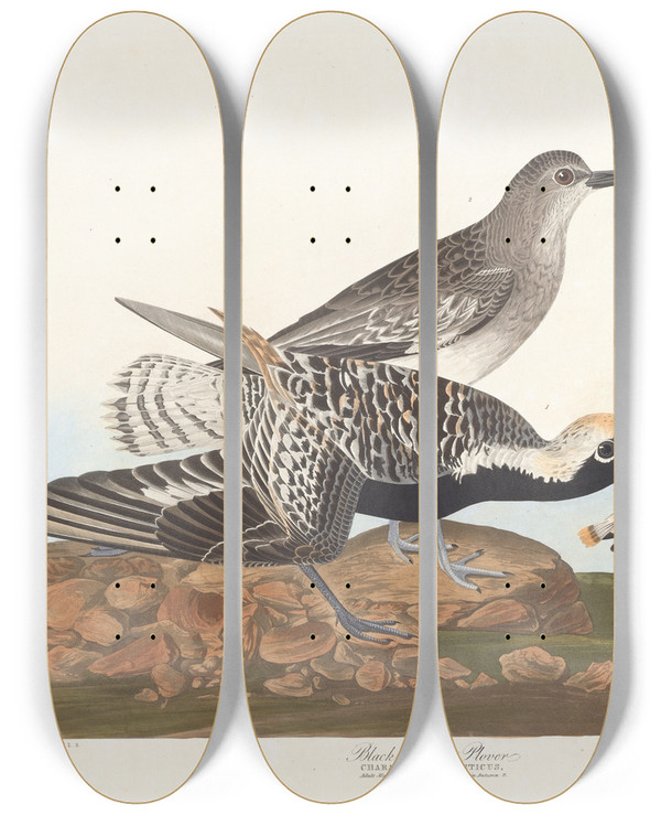 Triptych art skateboard deck of John James Audubon Blackbelled Plover by John James Audubon (1785-1851)