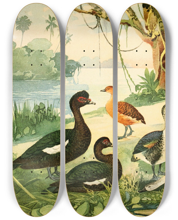 Triptych art skateboard deck of Emil August Gldi Marreco Patos Marrecas by Emil August Goldi (1859-1917)