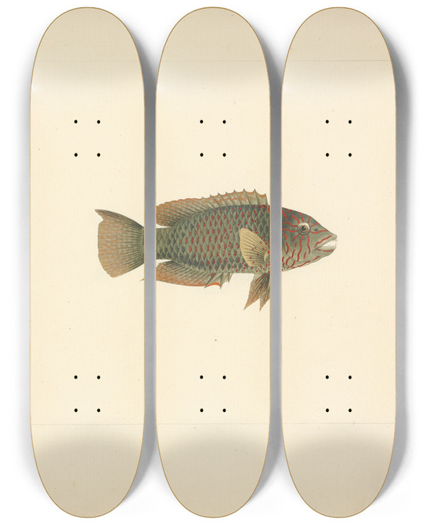 Triptych art skateboard deck of Luigi Balugani Unidentified Fish_27 by Luigi Balugani (1737-1770)