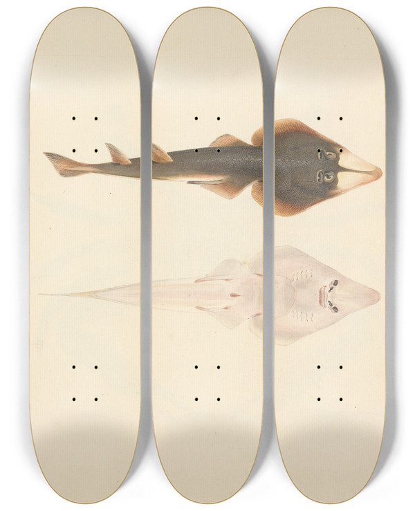 Triptych art skateboard deck of Luigi Balugani Unidentified Fish_35 by Luigi Balugani (1737-1770)