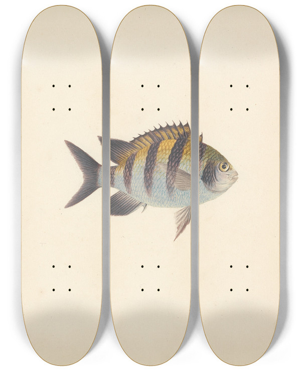 Triptych art skateboard deck of Luigi Balugani Unidentified Fish_16 by Luigi Balugani (1737-1770)