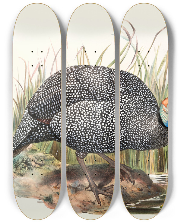 Triptych art skateboard deck of Joseph Smit Numida Mitrata by Joseph Smit (1836-1929)