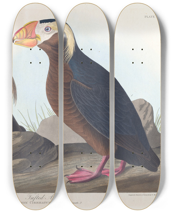 Triptych art skateboard deck of John James Audubon Tufted Auk by John James Audubon (1785-1851)