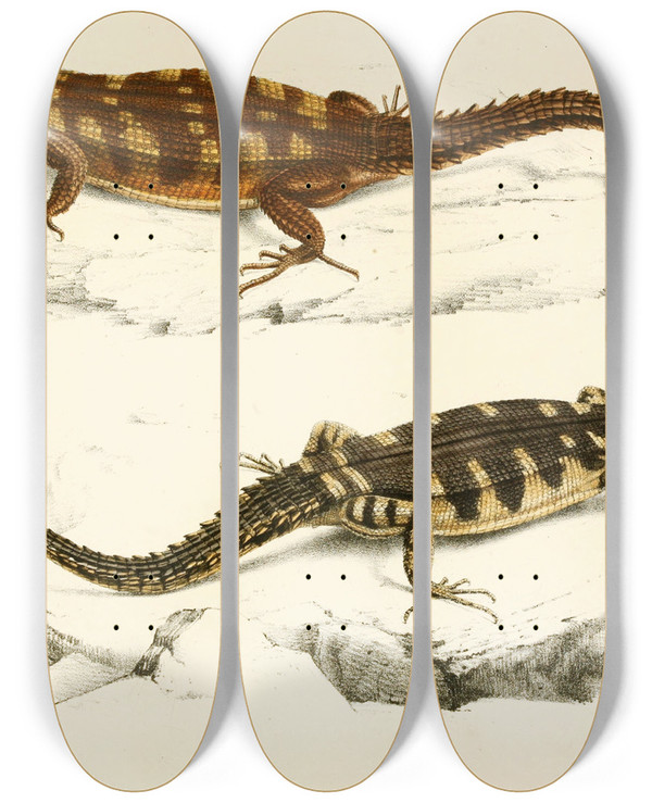 Triptych art skateboard deck of Sir Andrew Smith Cordylus Microlepidotus by Sir Andrew Smith (1797-1872)
