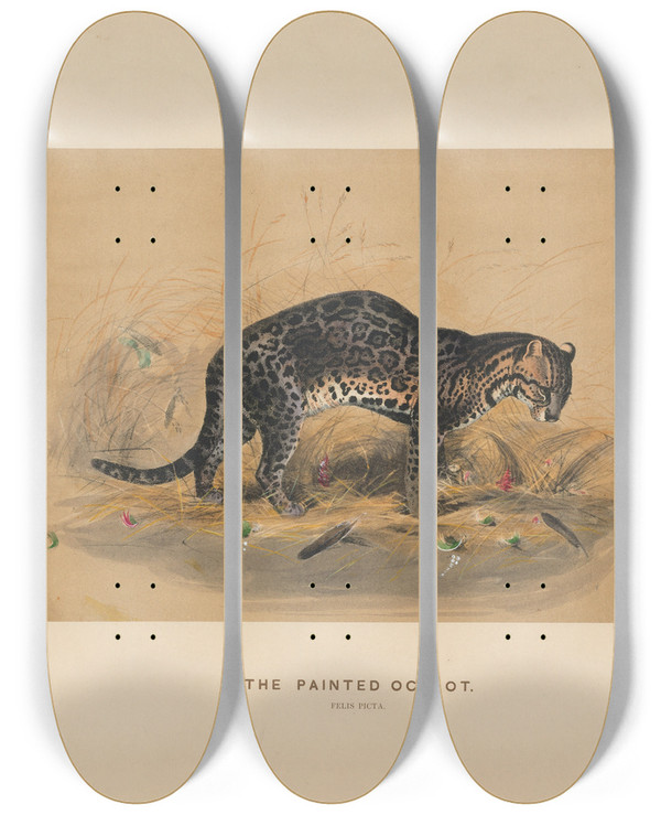 Triptych art skateboard deck of Joseph Wolf The Painted Ocelot_2 by Joseph Wolf (1820-1899)