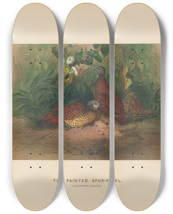 Triptych art skateboard deck of Joseph Wolf The Painted Spurfowl_2 by Joseph Wolf (1820-1899)