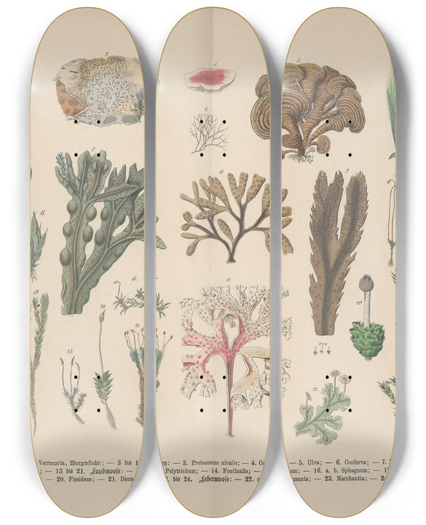 Triptych art skateboard deck of Carl Hoffmann Lehrbuch Der Praktischen Pflanzenkunde In Wort Und Bild Pl02 by Carl Hoffmann (1802-1883)