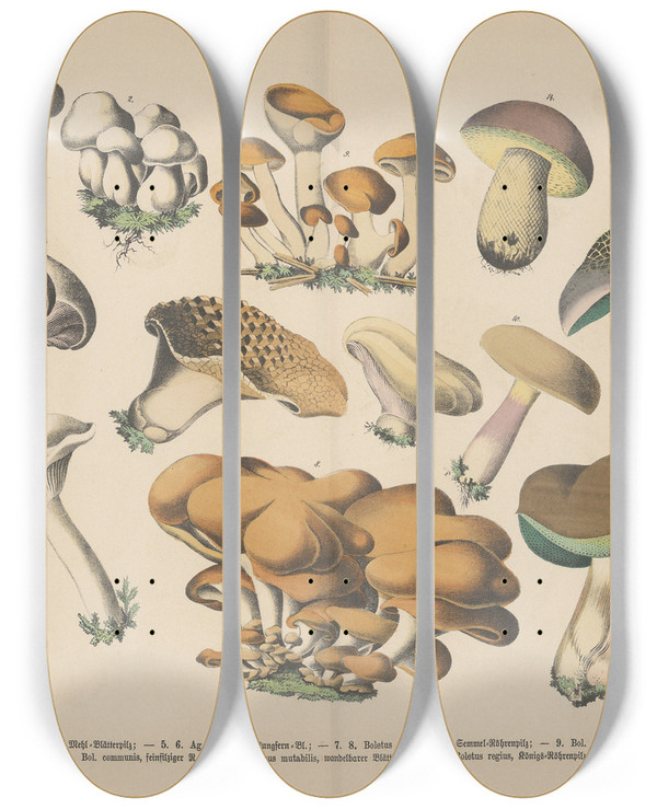 Triptych art skateboard deck of Carl Hoffmann Lehrbuch Der Praktischen Pflanzenkunde In Wort Und Bild Pl05 by Carl Hoffmann (1802-1883)