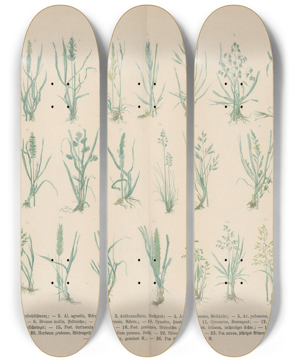 Triptych art skateboard deck of Carl Hoffmann Lehrbuch Der Praktischen Pflanzenkunde In Wort Und Bild Pl10 by Carl Hoffmann (1802-1883)