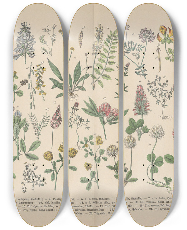 Triptych art skateboard deck of Carl Hoffmann Lehrbuch Der Praktischen Pflanzenkunde In Wort Und Bild Pl11 by Carl Hoffmann (1802-1883)