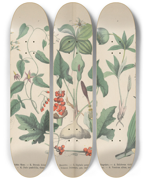 Triptych art skateboard deck of Carl Hoffmann Lehrbuch Der Praktischen Pflanzenkunde In Wort Und Bild Pl22 by Carl Hoffmann (1802-1883)