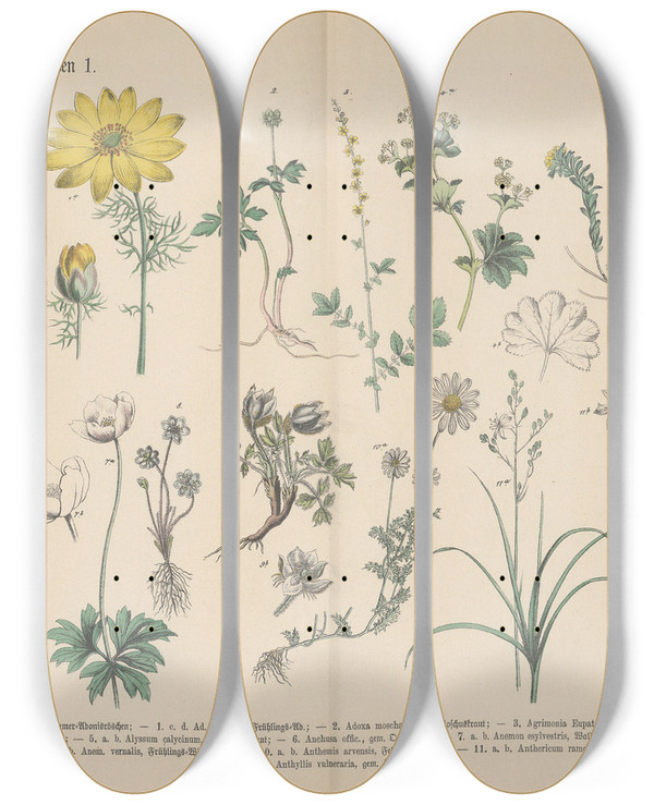 Triptych art skateboard deck of Carl Hoffmann Lehrbuch Der Praktischen Pflanzenkunde In Wort Und Bild Pl28 by Carl Hoffmann (1802-1883)