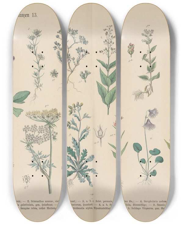 Triptych art skateboard deck of Carl Hoffmann Lehrbuch Der Praktischen Pflanzenkunde In Wort Und Bild Pl40 by Carl Hoffmann (1802-1883)