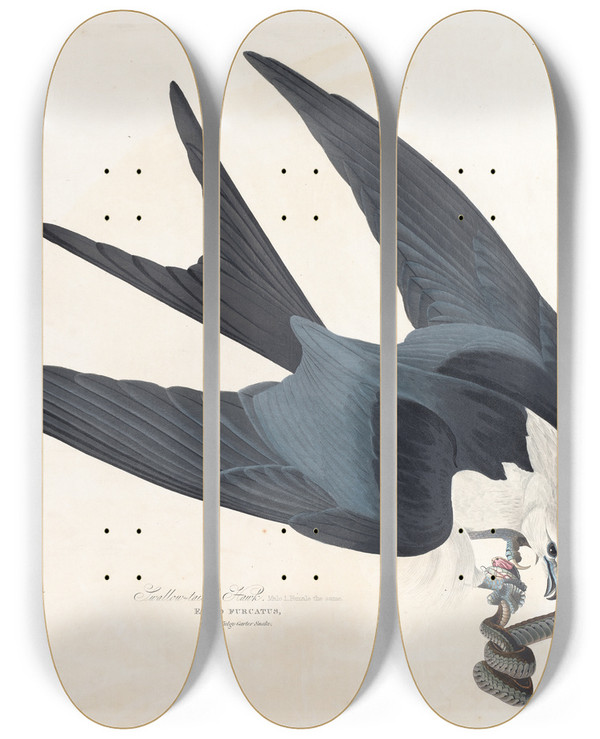 Triptych art skateboard deck of John James Audubon Swallowtailed Hawk by John James Audubon (1785-1851)