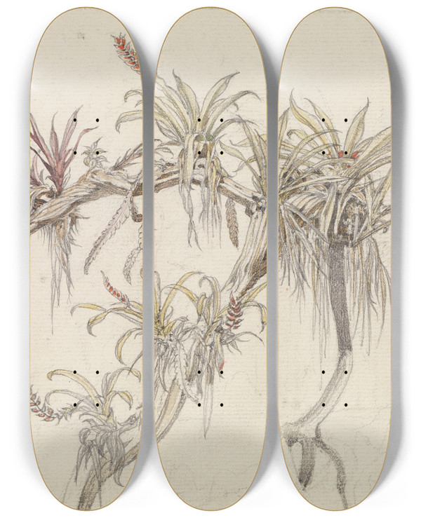 Triptych art skateboard deck of Ferdinand Keller Schmarotzerpflanzen Auf Baumsten by Ferdinand Keller (1842-1922)