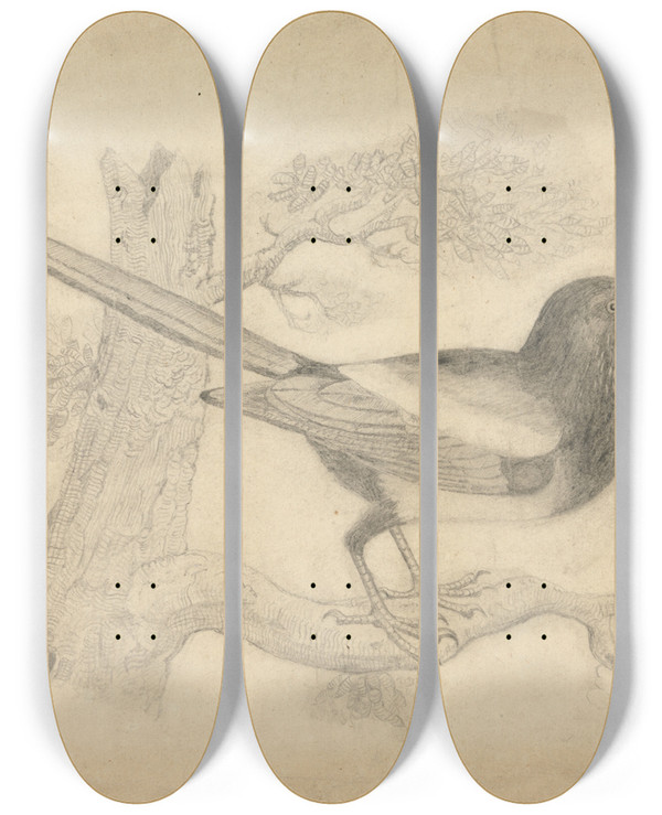 Triptych art skateboard deck of James Sowerby A Magpie In A Tree by James Sowerby (1757-1822)