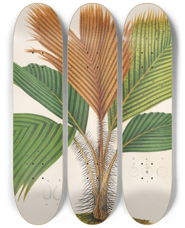 Triptych art skateboard deck of Charles Antoine Lemaire Phnicophorium Sechellarum by Charles Antoine Lemaire (1800-1871)