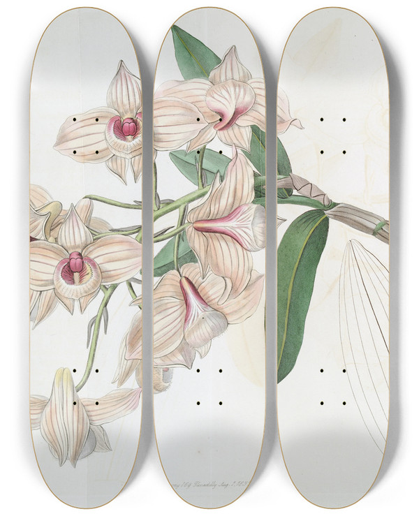 Triptych art skateboard deck of Sydenham Edwards Coppercoloured Dendrobium by Sydenham Edwards (1768-1819)