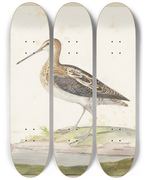 Triptych art skateboard deck of Pieter Withoos Watersnip by Pieter Withoos (1654-1693)