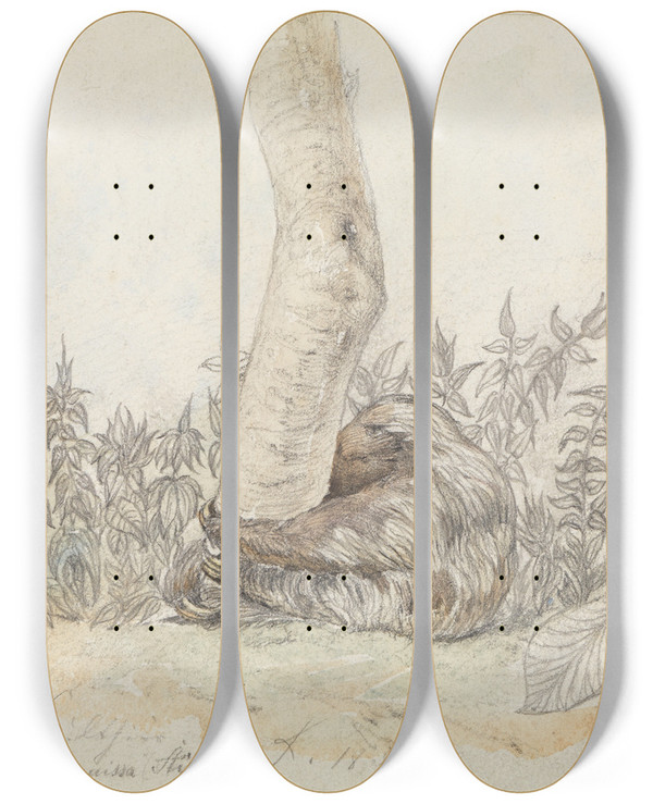 Triptych art skateboard deck of Ferdinand Keller Studie Eines Faultiers by Ferdinand Keller (1842-1922)
