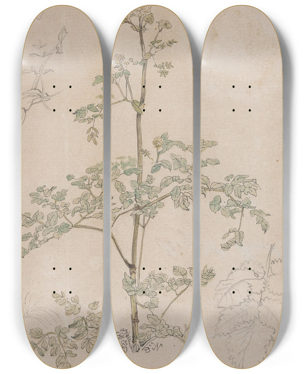 Triptych art skateboard deck of Paul Sandby Study Of Cow Parsley by Paul Sandby (1731-1809)