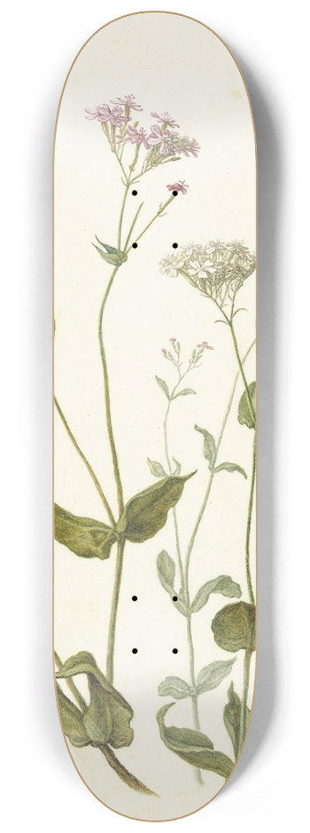 Herman Saftleven - Bladder Senna and Sticky Catchfly 8.25 inch art skate deck