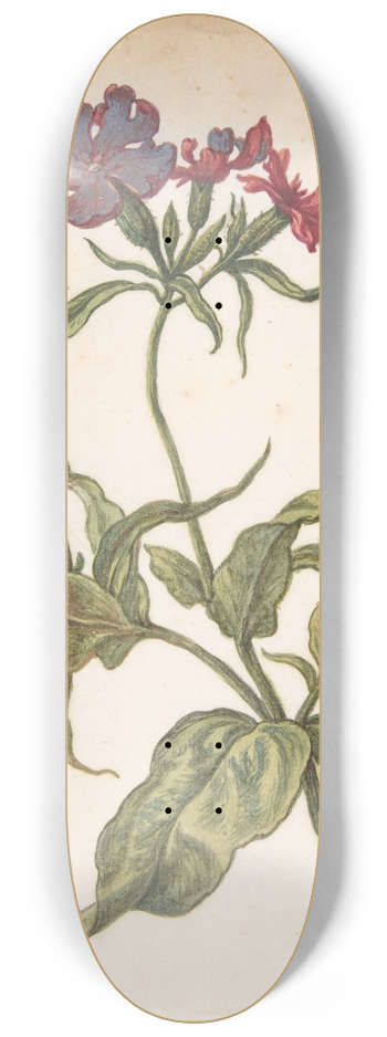 Herman Saftleven - Study of a red catchfly (Lychnis hirsuta) 8.25 inch art skate deck