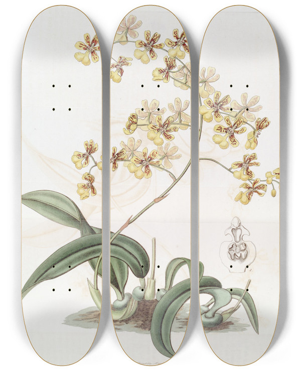 Triptych art skateboard deck of Sydenham Edwards Mrs Arnold Harrisons Oncidium by Sydenham Edwards (1768-1819)