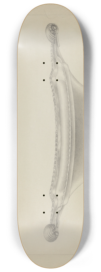 Hester Duany - Silver Bowl 8.25 inch art skate deck