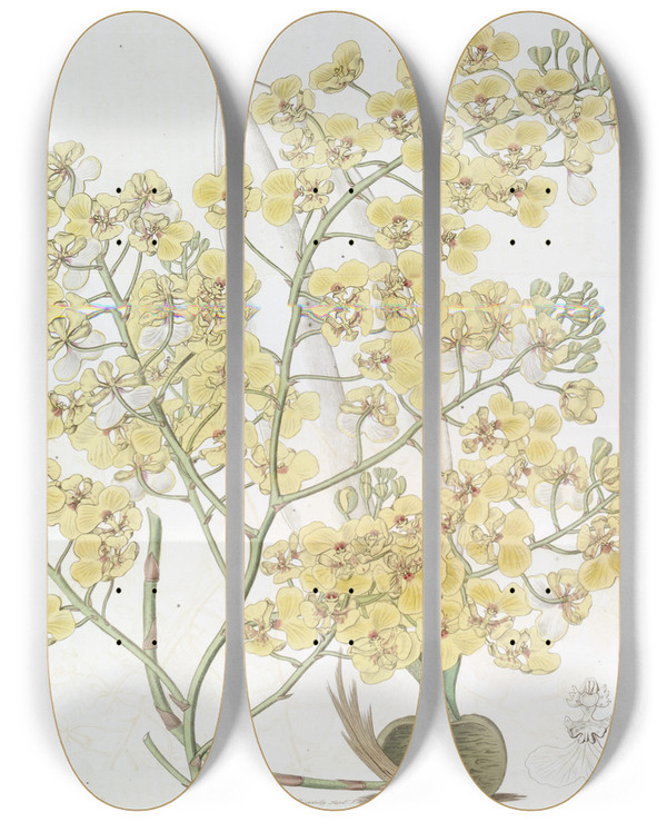 Triptych art skateboard deck of Sydenham Edwards Broadlipped Oncidium by Sydenham Edwards (1768-1819)