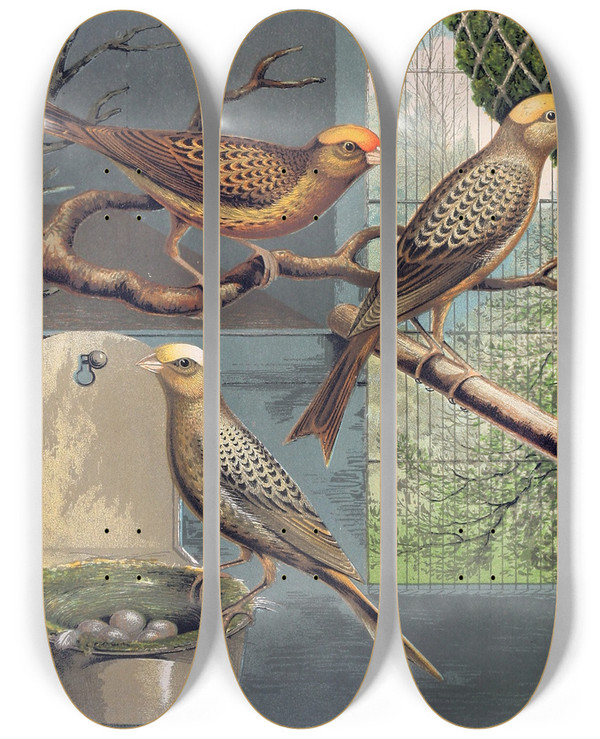 Triptych art skateboard deck of W A Blakston Lizard Canaries_2 by W A Blakston (19-)