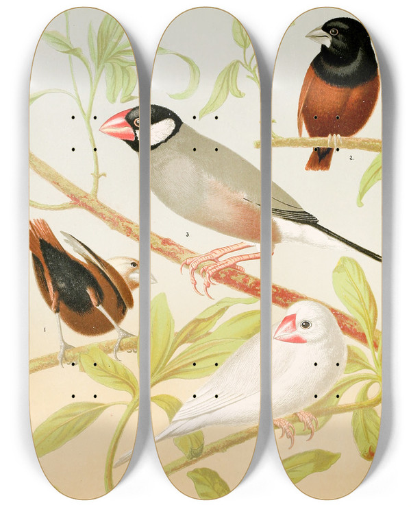 Triptych art skateboard deck of W A Blakston Java Sparrows Nuns by W A Blakston (19-)