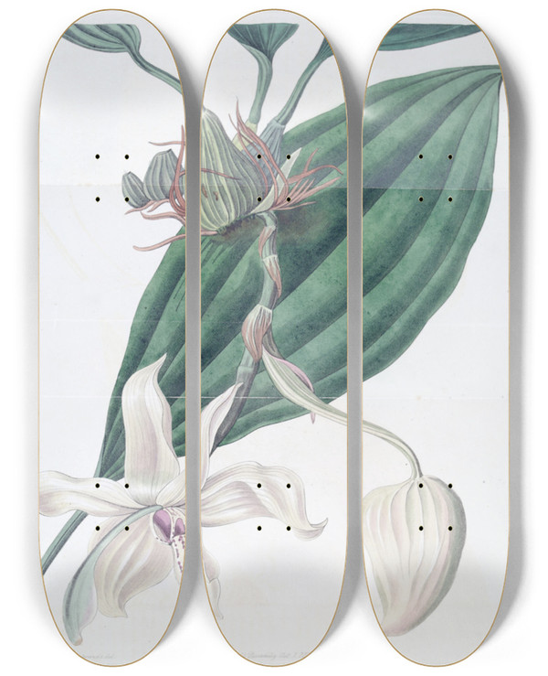 Triptych art skateboard deck of Sydenham Edwards Ivorylipped Stanhopea by Sydenham Edwards (1768-1819)