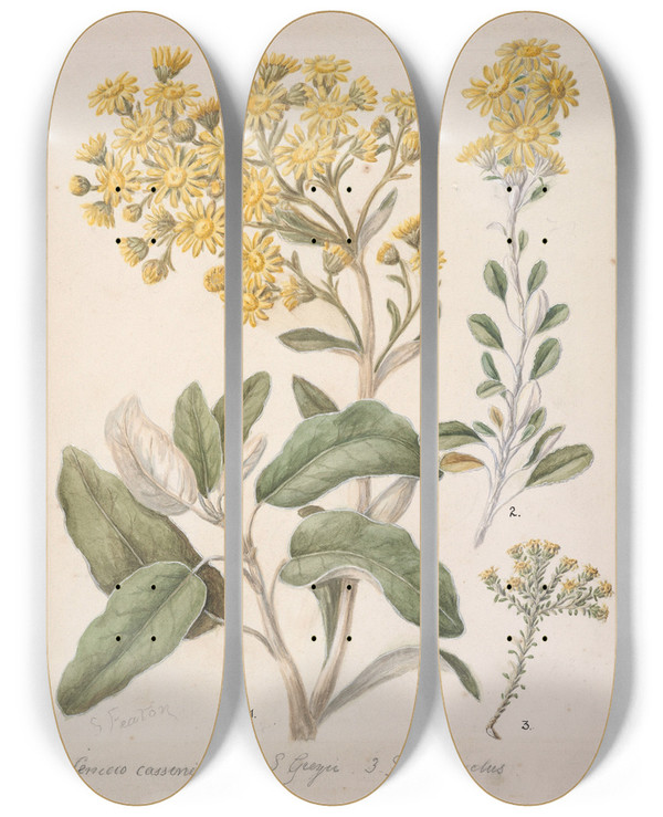 Triptych art skateboard deck of Sarah Featon Daisy Brachyglottis by Sarah Featon (1848-1927)