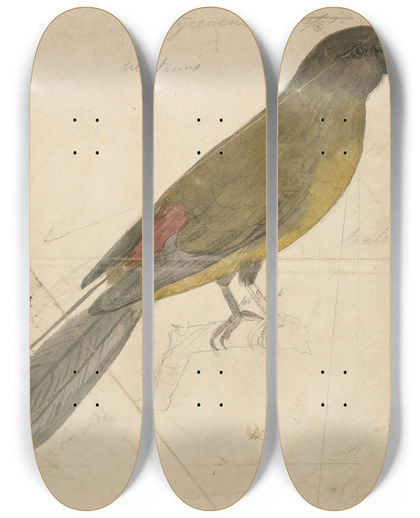 Triptych art skateboard deck of James De Carle Sowerby A Parrot_4 by James De Carle Sowerby