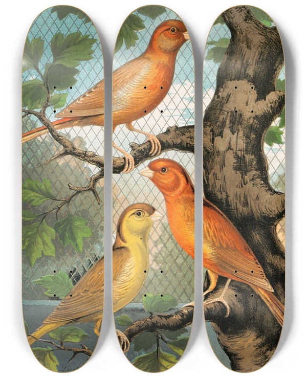 Triptych art skateboard deck of W A Blakston Cinnamon Canaries Norwich Type by W A Blakston (19-)