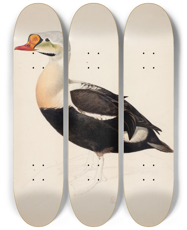 Triptych art skateboard deck of Magnus Von Wright King Eider Unfinished by Magnus Von Wright (1805-1868)