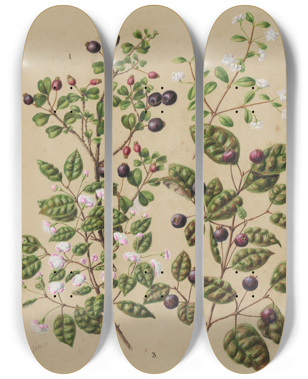 Triptych art skateboard deck of Sarah Featon Rohutu Ramarama by Sarah Featon (1848-1927)