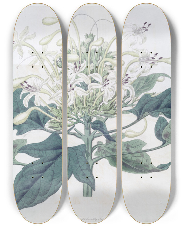 Triptych art skateboard deck of Sydenham Edwards Halberdleaved Clerodendron by Sydenham Edwards (1768-1819)