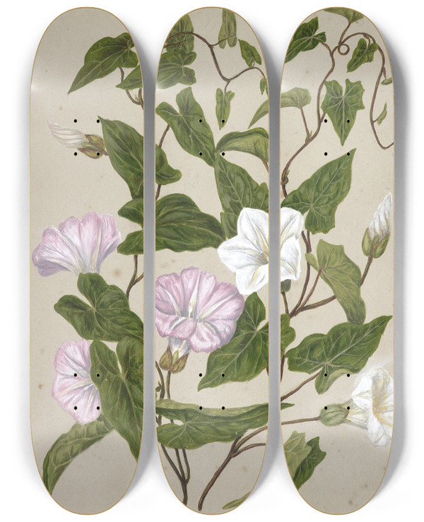 Triptych art skateboard deck of Sarah Featon Bindweed Pohu by Sarah Featon (1848-1927)