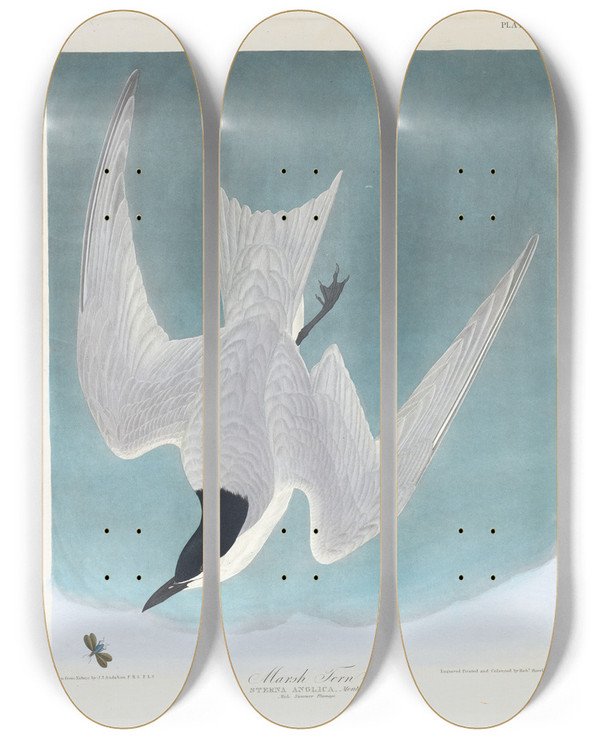 Triptych art skateboard deck of John James Audubon Marsh Tern by John James Audubon (1785-1851)
