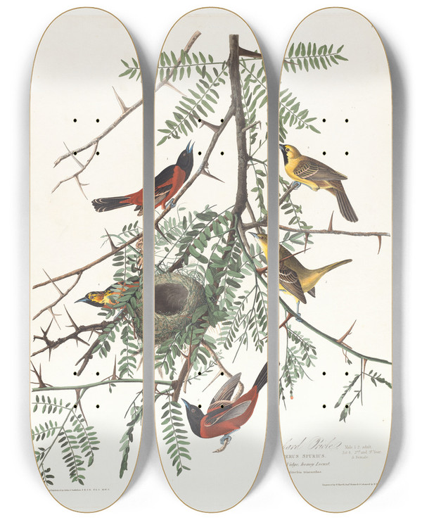 Triptych art skateboard deck of John James Audubon Orchard Oriole by John James Audubon (1785-1851)