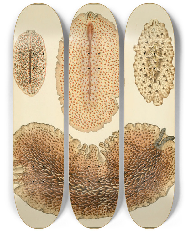 Triptych art skateboard deck of Arnold Lang Die Polycladen Des Golfes Von Neapel Und Der Angrenzenden Meeresabschnitte Pl6 by Arnold Lang (1855-1914)