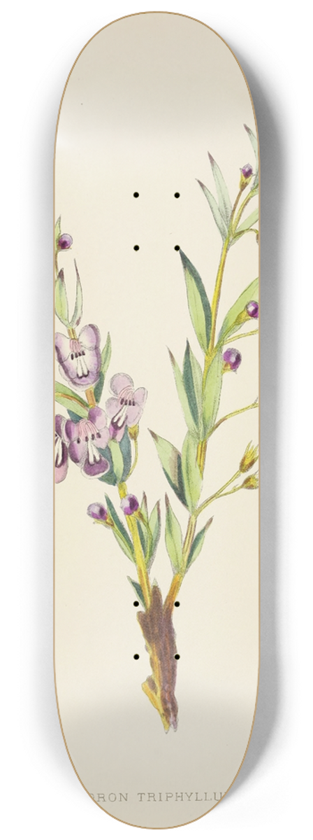 Illtyd Buller Pole-Evans - Clerodendron Triphyllum 8.25 inch art skate deck
