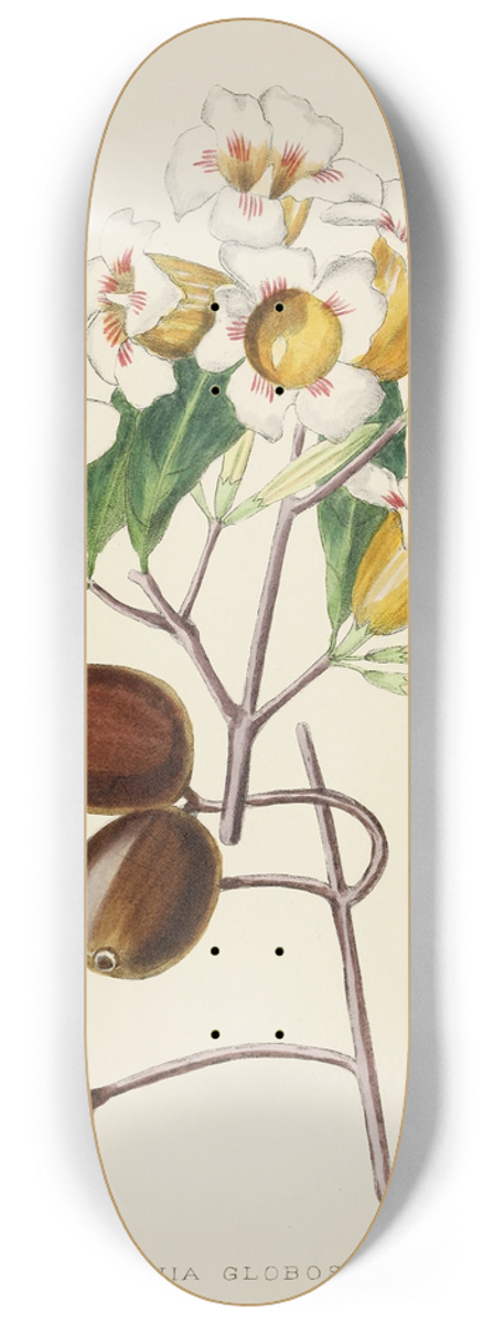 Illtyd Buller Pole-Evans - Gardenia Globosa 8.25 inch art skate deck