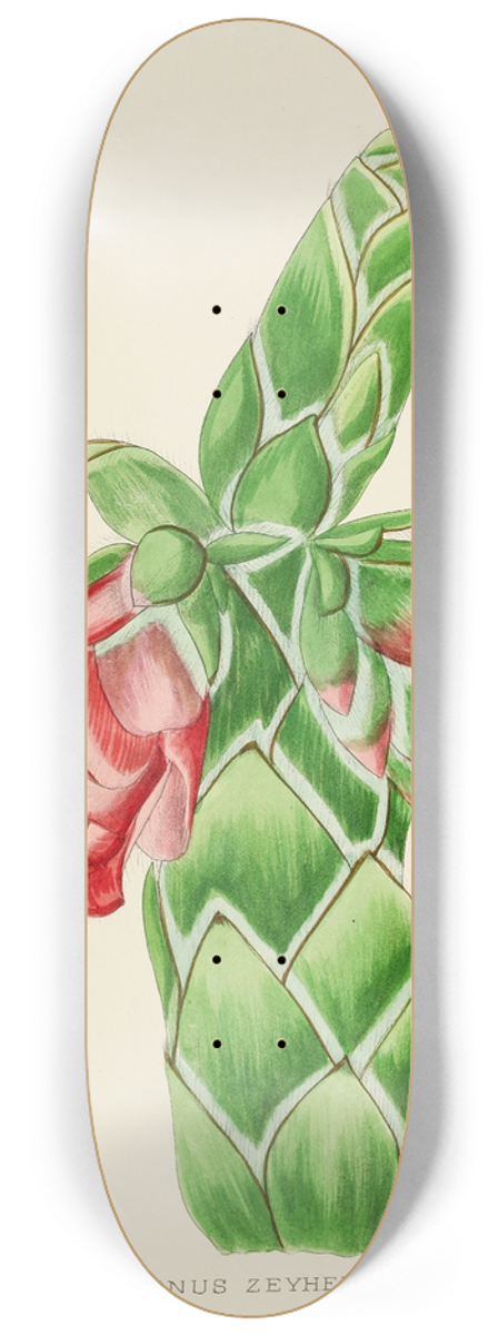 Illtyd Buller Pole-Evans - Orothamnus Zeyheri 8.25 inch art skate deck