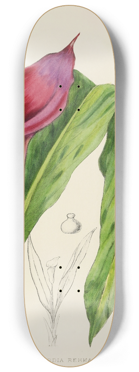 Illtyd Buller Pole-Evans - Richardia Rehmanni 8.25 inch art skate deck
