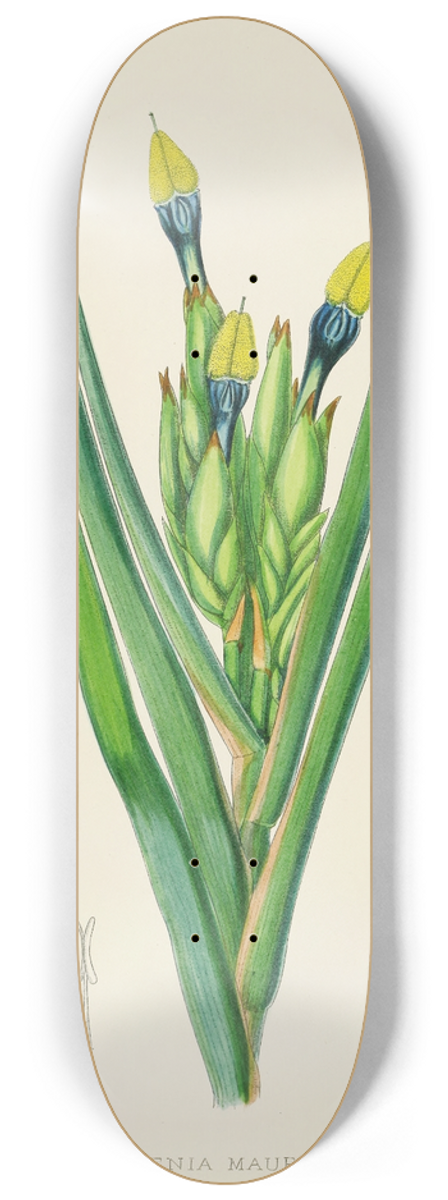 Illtyd Buller Pole-Evans - Witsenia Maura 8.25 inch art skate deck