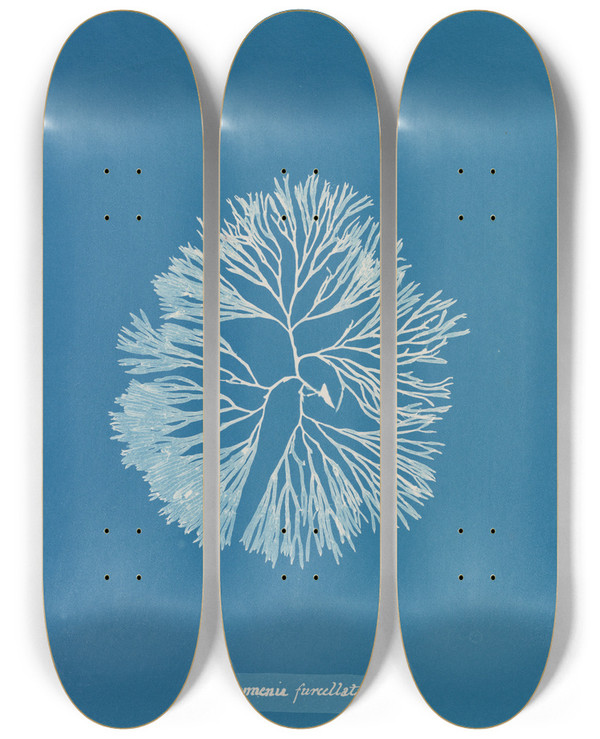 Triptych art skateboard deck of Anna Atkins Halymenia Furcellata_1 by Anna Atkins (1799-1871)