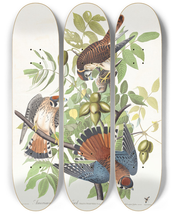 Triptych art skateboard deck of John James Audubon American Sparrow Hawk by John James Audubon (1785-1851)